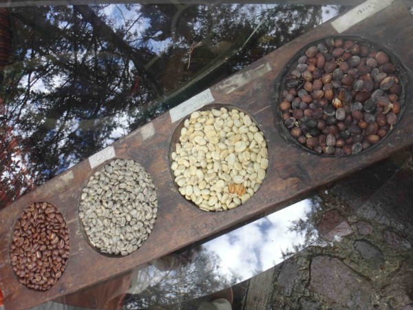 справа налево: сухие кофейные ягоды, высушенные зерна в мякоти, зеленые зерна, обжаренные зерна