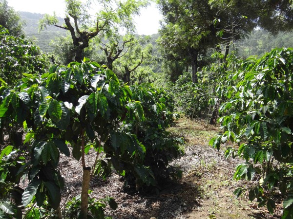 плантация зеленого кофе лр