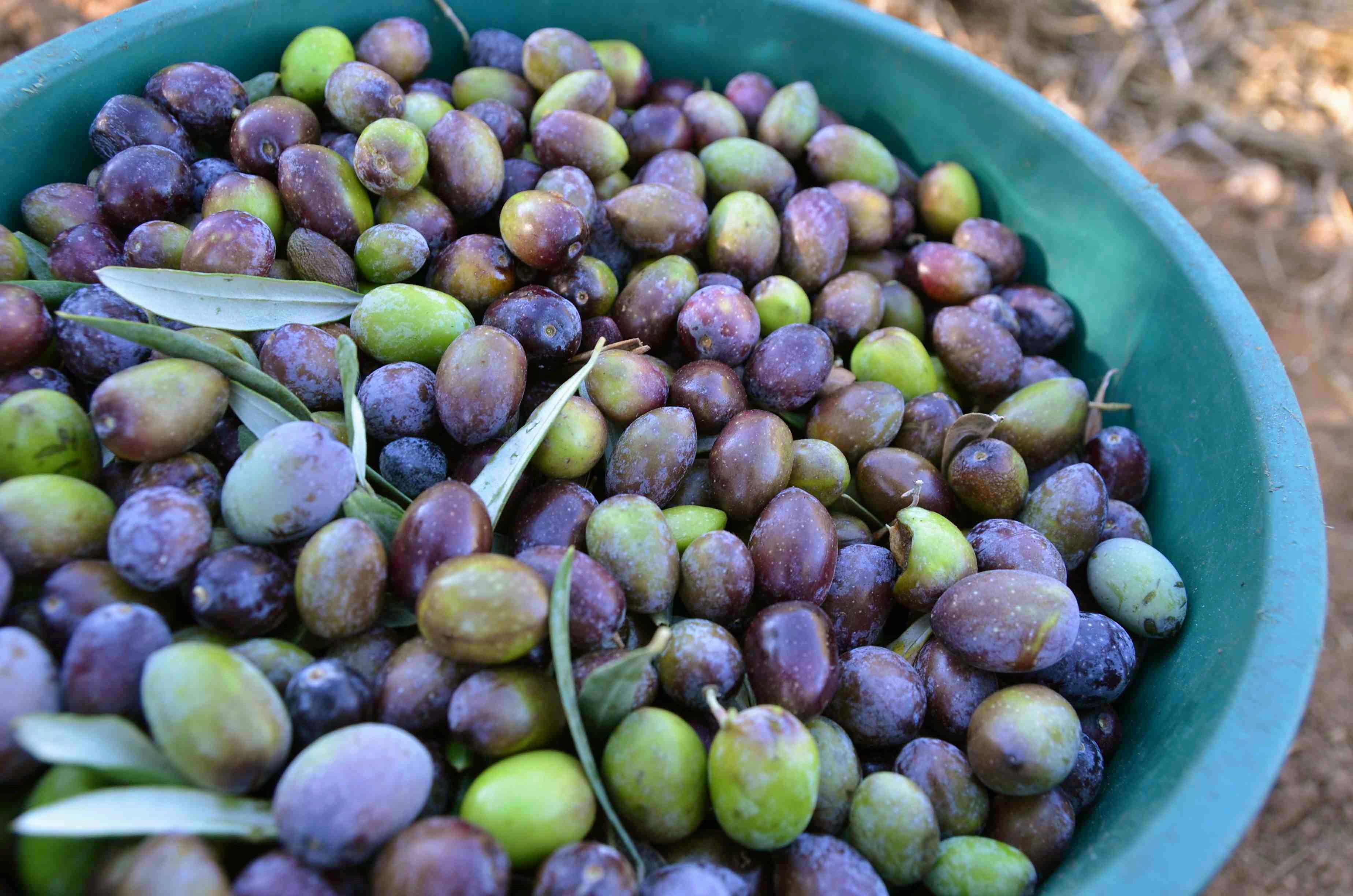 olives tolko sobrannie lr