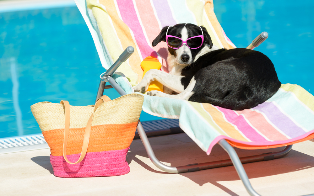 Dog in sun glasses near the pool