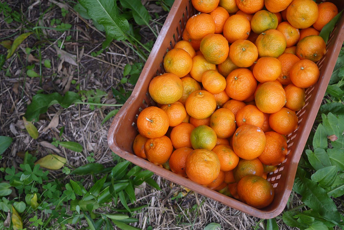 mandariny urozhai