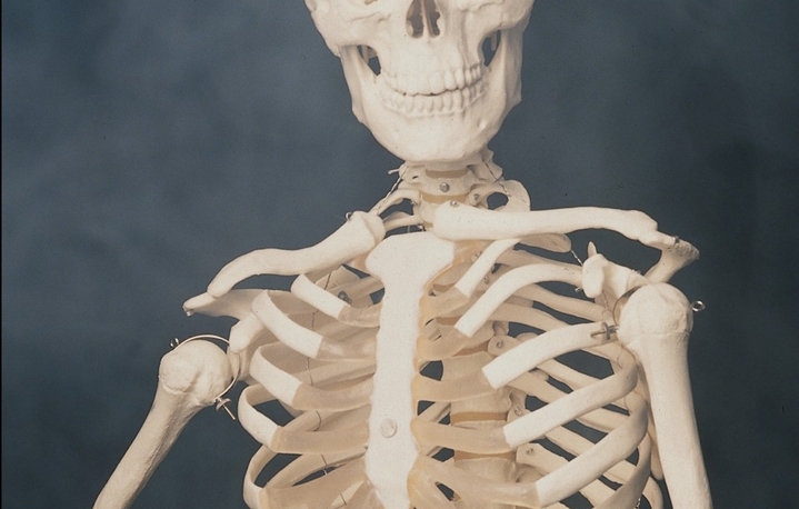 Human sceleton upper ribs
