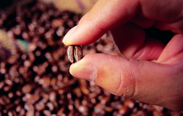 hand holding coffee bean