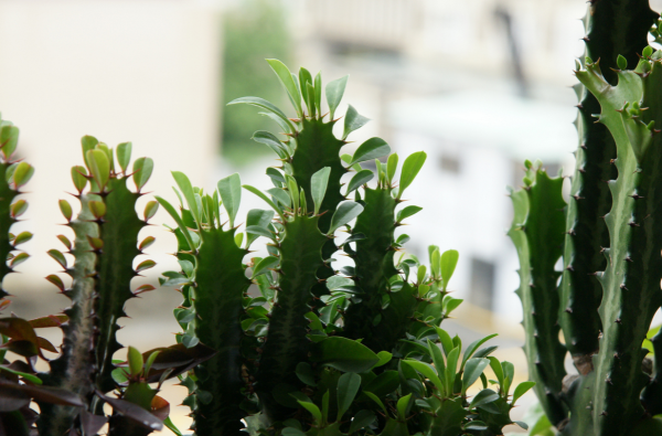Молочай треугольный (Euphorbia Trigona), фото с сайта www.flickr.com