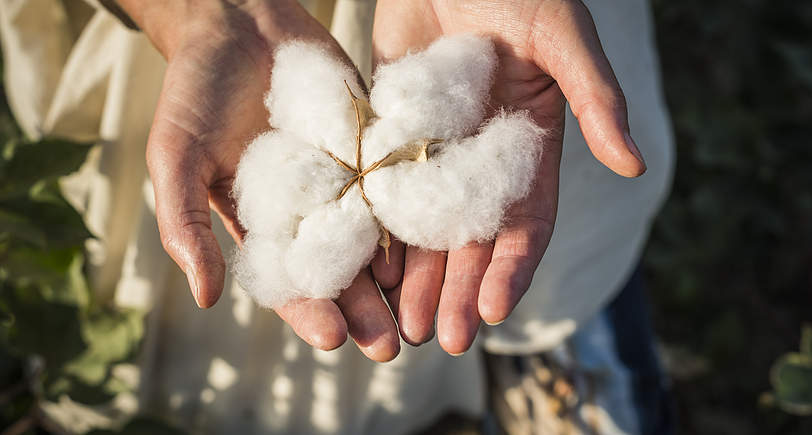 Organic Cotton Production