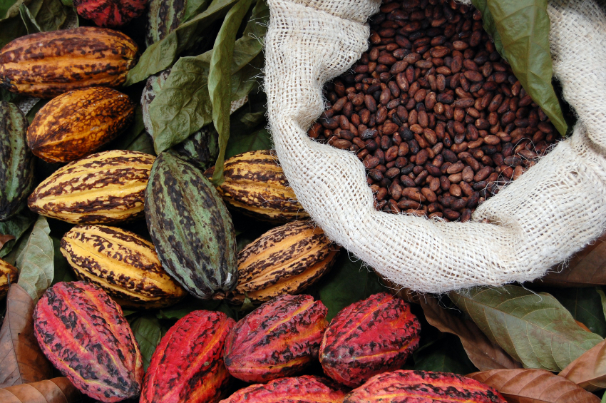 A-peek-at-Lindt-s-sustainable-cocoa-commitments