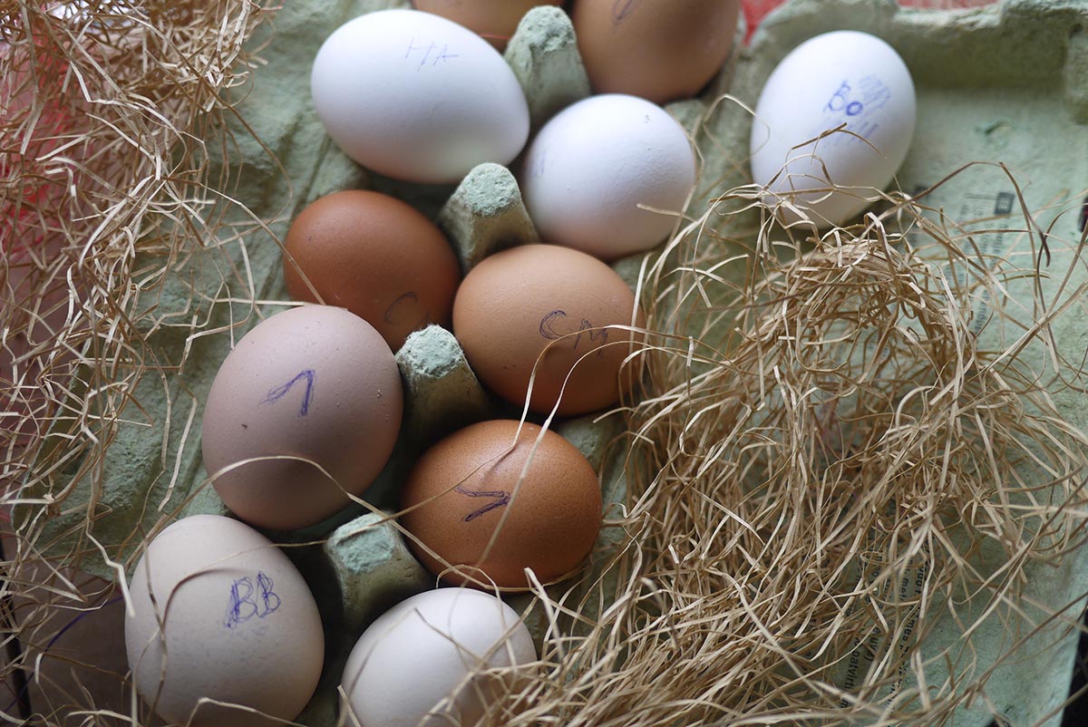Какие яйца лучше купить. Хорошие яйца. Какое яйцо самое. 4 Яйца. Доркинг какие яйца.