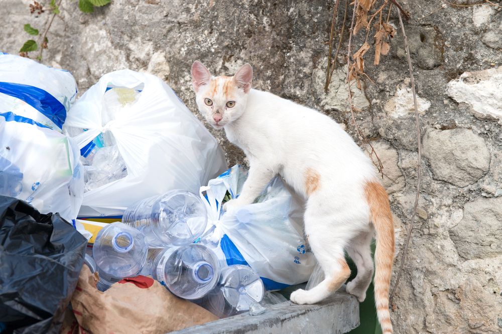 cat plastic bags rubbish