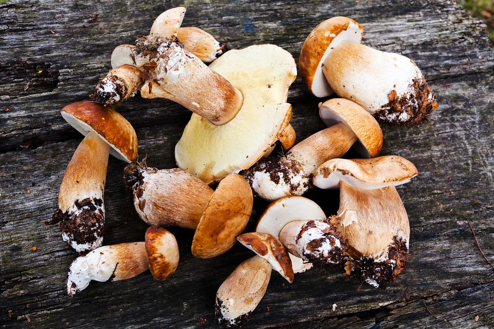 fresh-wild-mushrooms