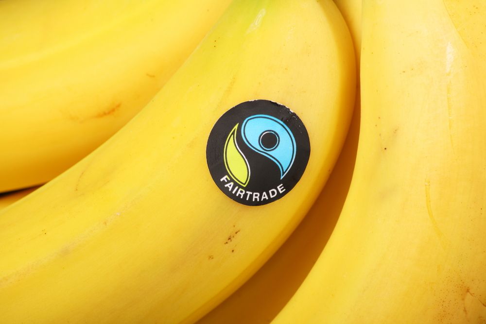 imported-bananas-bearing-the-fairtrade-foundation-sticker