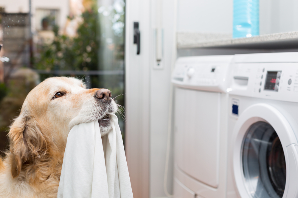 Retriever dog near washing machine sobaka stirka uborka clean dust wash