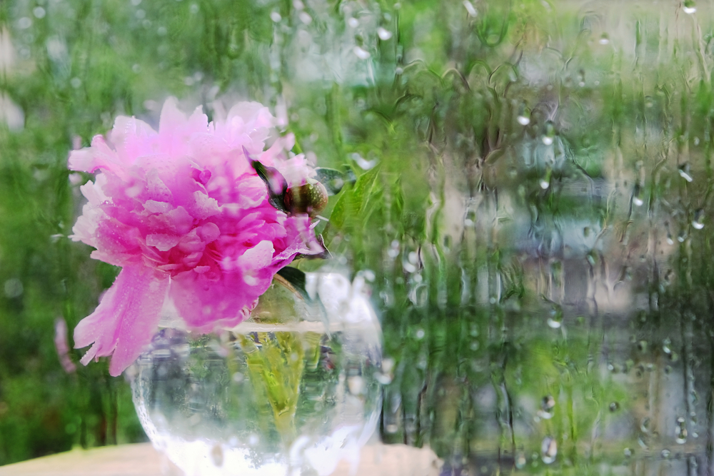 window flower rain summer