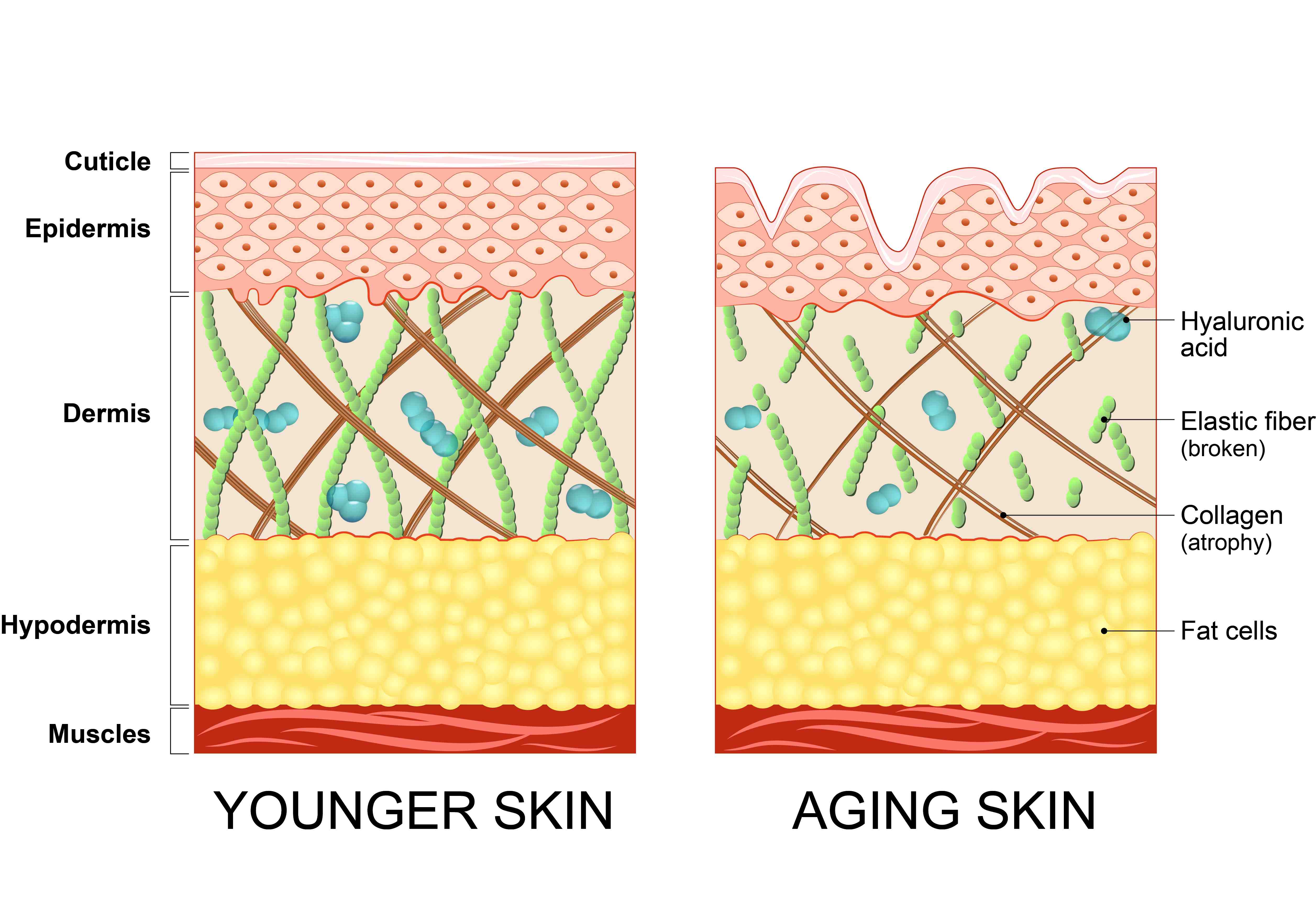 Структура кожи и коллагеновых волокон: молодая и возрастная кожа