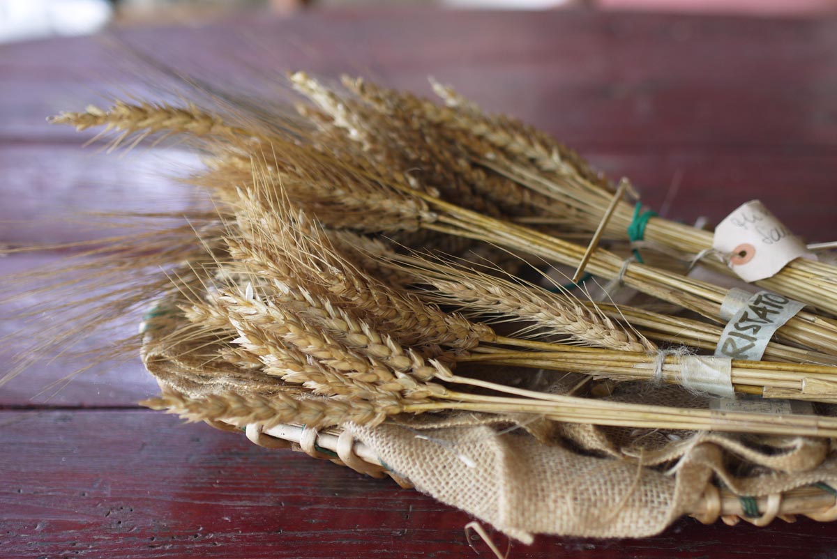 Древние сорта пшеницы