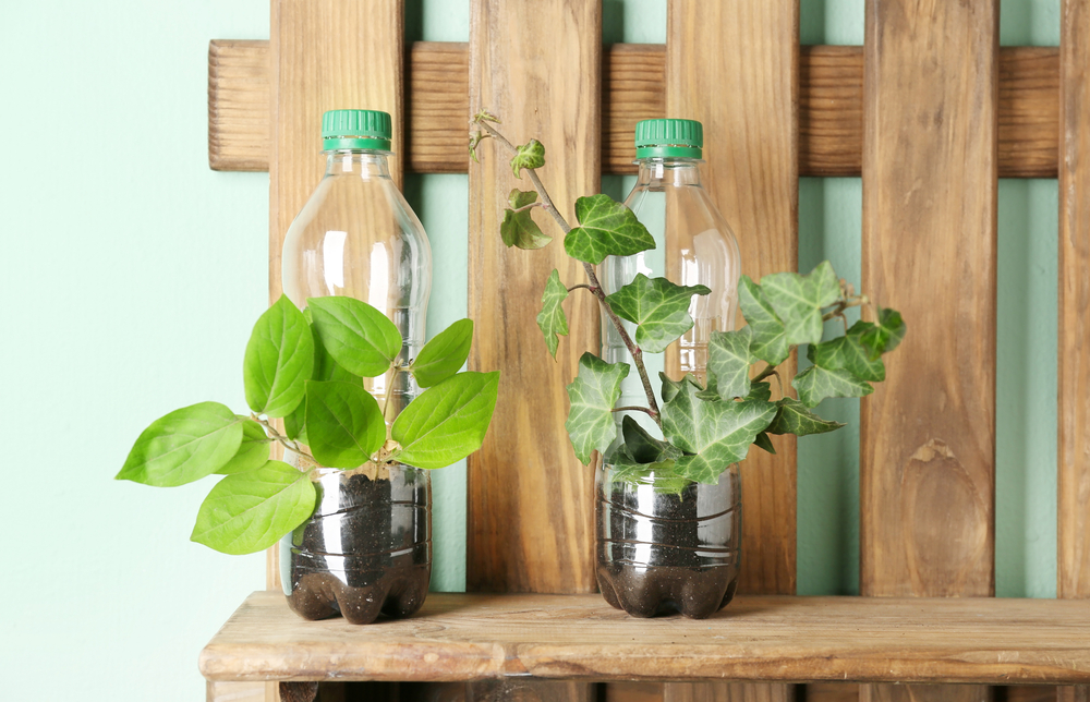 Plants in plastic bottles