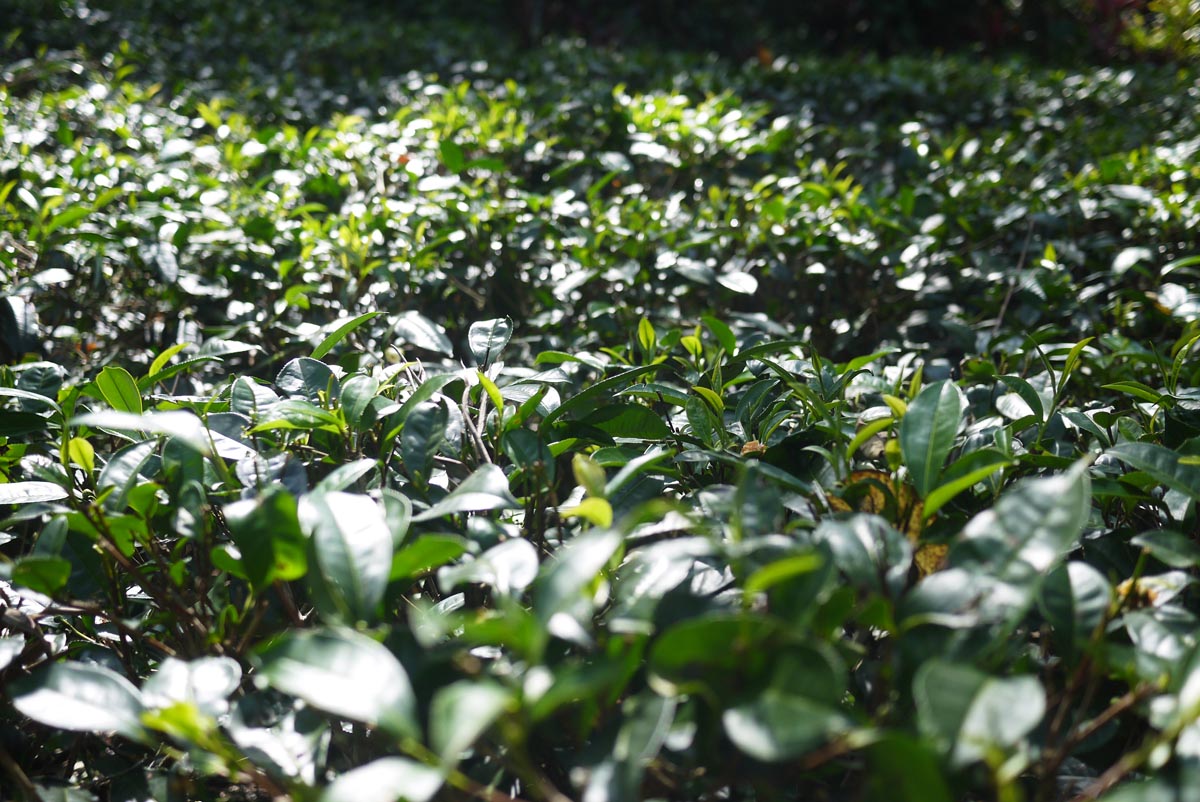 Чайный куст дает урожай круглый год, сам куст (его корни) могут жить и 50 и 100 лет