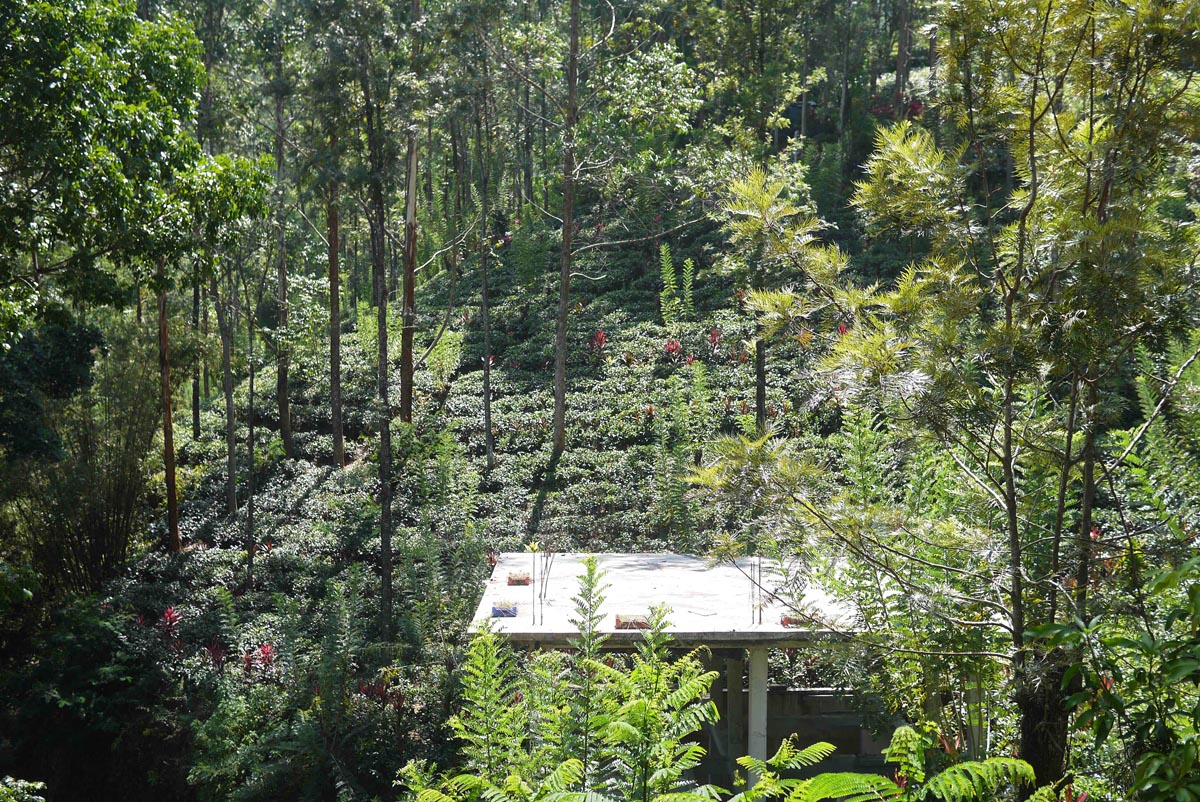 Вид на чайные плантации с терассы коттеджа